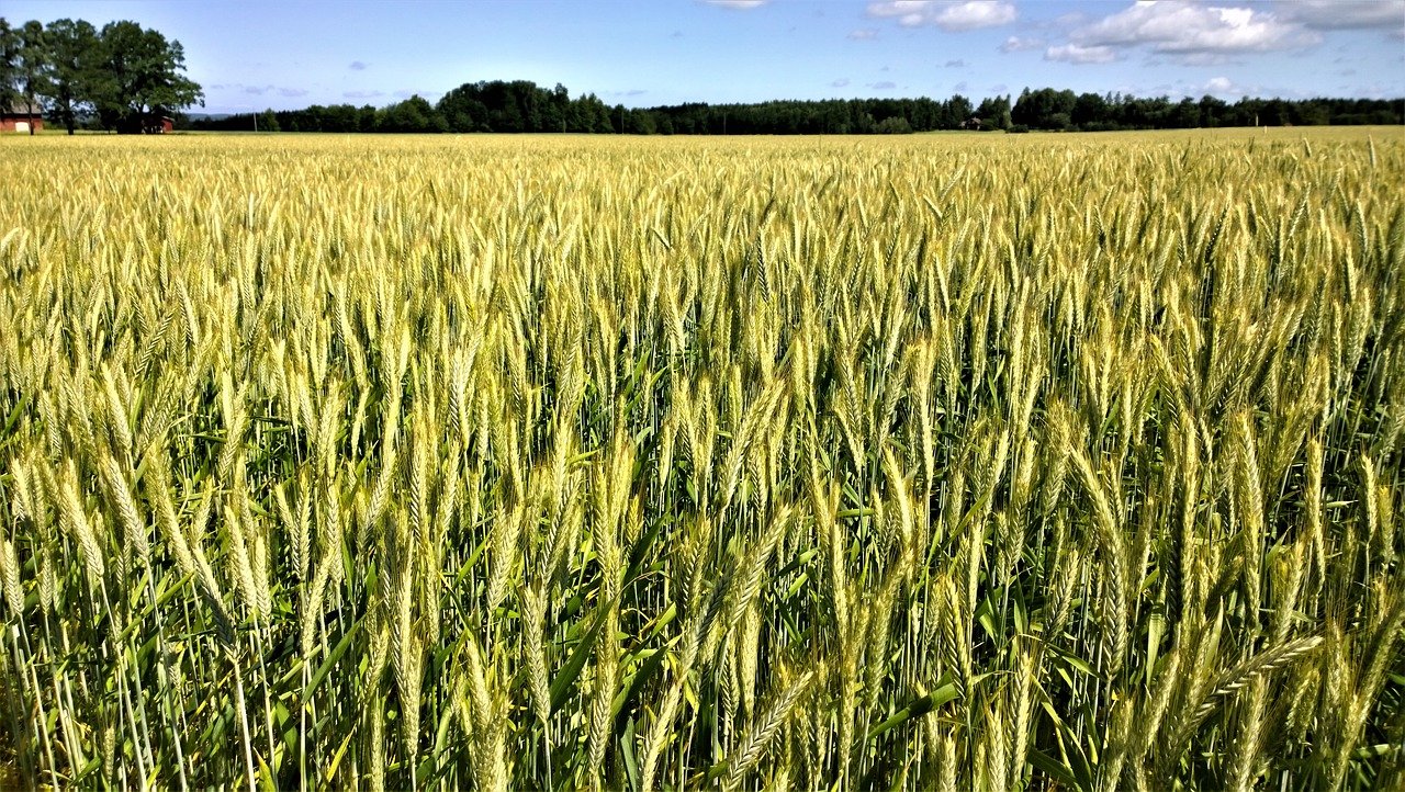 Das Bild zeigt einen Getreideacker.