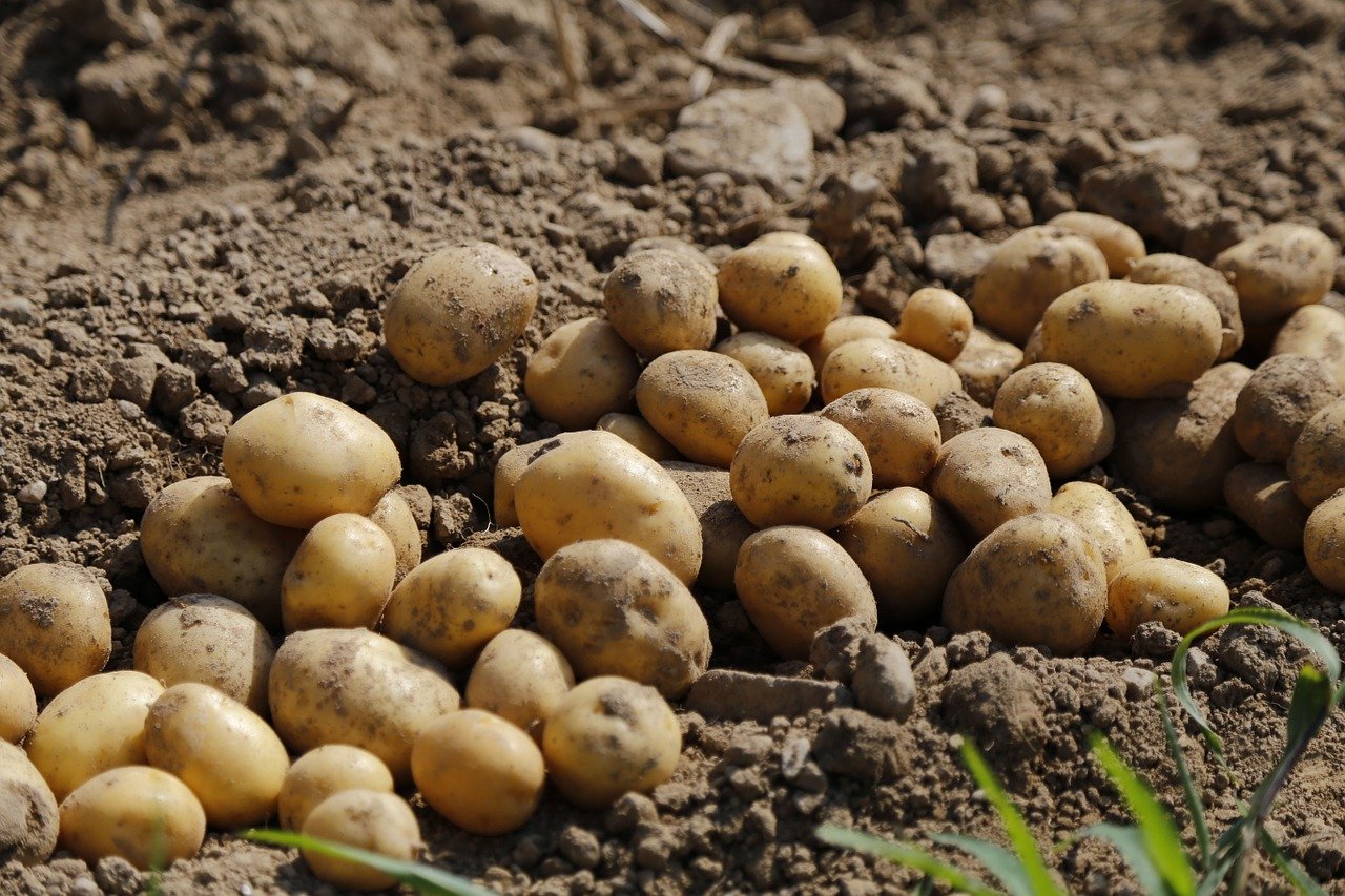 Das Bild zeigt geerntete Kartoffeln auf einem Acker.