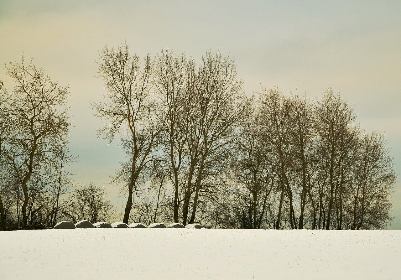 Das Bild zeigt einen verschneiten Acker.